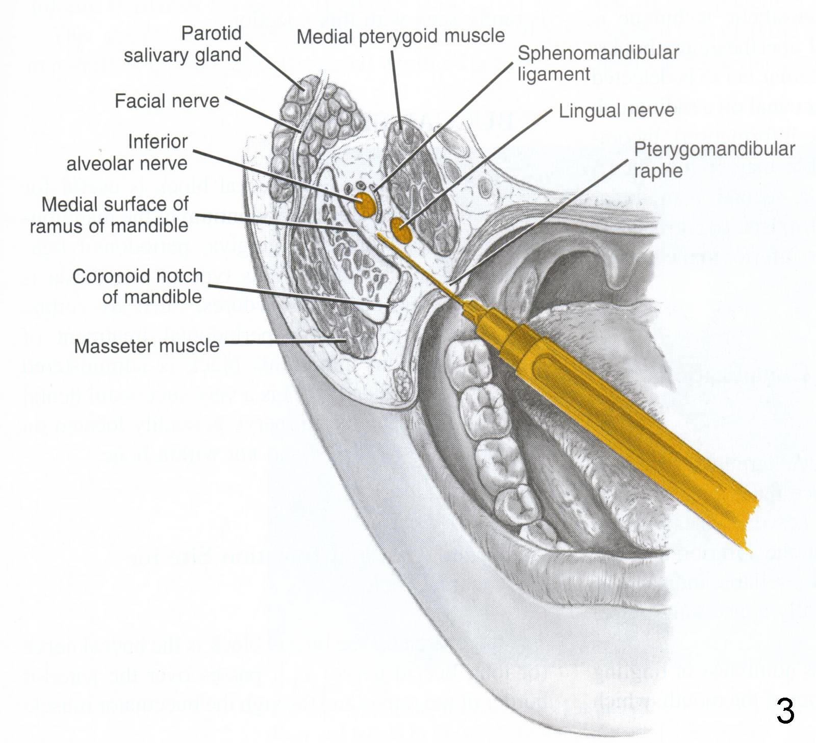 植牙头颈部解剖学